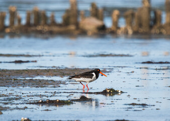 Eurasian oystercatcher (Haematopus ostralegus) is walking in the north sea