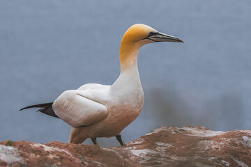 northern gannet sits on a rock on island Helgoland