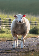 Obraz premium sheep stands in a field on a farm in Germany