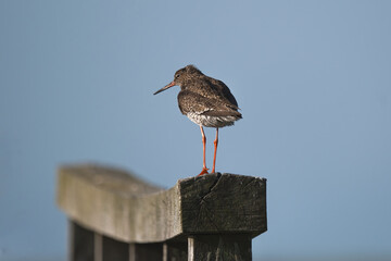common redshank with orange legs stands on a wooden post