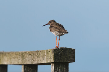 common redshank with orange legs stands on a wooden post