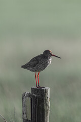 common redshank with orange legs stands on a wooden post