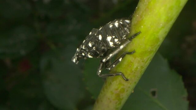 Macro close up of a nymph spotted lanternfly an invasive species of insect that originates in China, seen here in the North American suburban garden as it spreads radially on the east coast.