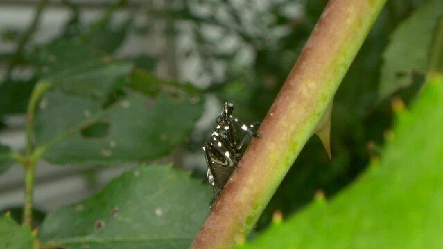 Macro view of the stem of a rose bush, with an invasive Spotted Lantern Fly nymph insect  in between feedings of the roses leaves before it molts into tits next stage of life.