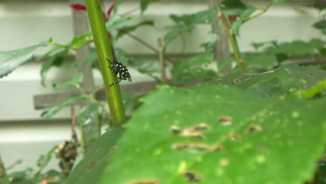 Dramatic rack focus from damaged rose leaf to the culprit, a nymph spotted lantern fly an invasive species of insect that originates in China, seen here on the next stem eyeing more food