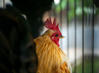Close up a rooster head, in selected focus