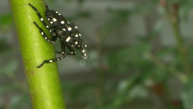 an invasive insect, the spotted lanternfly, seen here in its nymph stage with a dark black body and bright white spots, as it rests on a rose bush and leaves a sticky honeydew residue behind