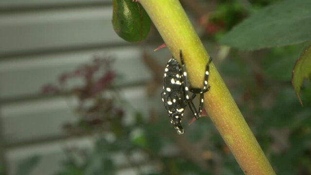 nymph spotted lanternfly hanging upside down n a rose stem this invasive species of insect that originates in China, seen here in the North American suburban garden as it spreads westward