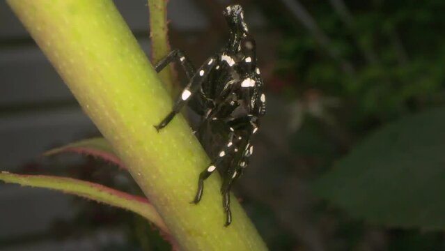 a leaf hopping nymph of the spotted lantern fly, an invasive insect species in North America that can damage commercial agriculture, seen here in a macro close up while hiding in a rose bush