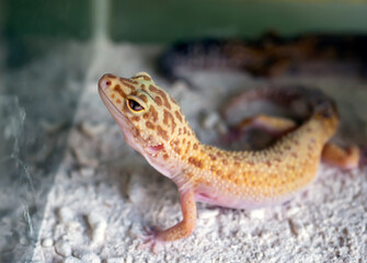 Close up of a cute small yellow gecko (Gekko gecko)