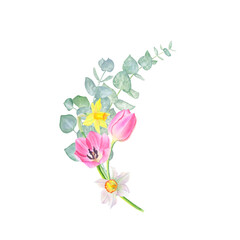 Bouquet of daffodils, tulips and eucalyptus isolated on a transparent background. Hand drawn watercolor.