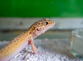 Close up of a cute small yellow gecko (Gekko gecko)
