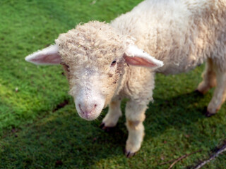 Naklejka na ściany i meble Close up of young sheep on the farm