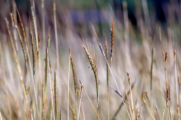 Golden grass, Chloris virgata, feather fingergrass, feathery Rhodes-grass, selected focus, for natural background and wallpaper