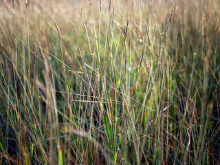 Golden grass, Chloris virgata, feather fingergrass, feathery Rhodes-grass, selected focus, for natural background and wallpaper