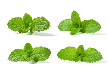 Fresh mint leaves isolated on white background.   © zhikun sun
