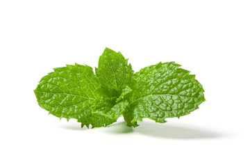 Fresh mint leaf isolated on white background.	
