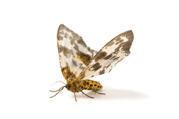 a geometrid moth isolated on white background. - obrazy, fototapety, plakaty