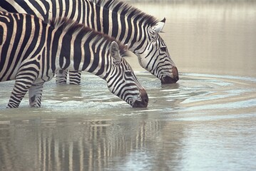 Fototapeta na wymiar thirsty zebras 