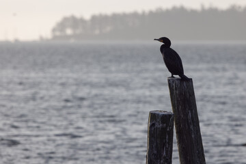 Cormorant watches the sea in Sidney, British Columbia