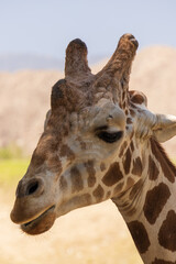 Naklejka premium Giraffe head