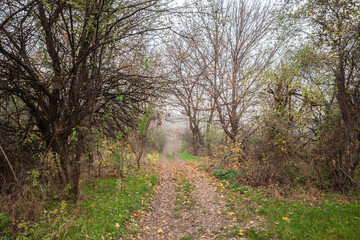 Panorama of a typical European forest in autumn, in serbia, with yellow and brown leaves falling on a wood path during a grey rainy afternoon, on a hill.