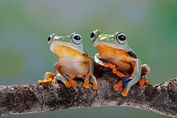 A pair of Flying Frogs (Rhacophorus reinwardtii) on tree branch.