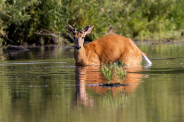 deer in the water