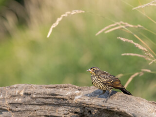 sparrow on a branch
