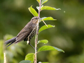 blackbird on a branch