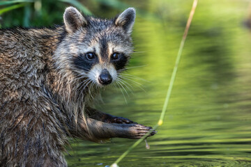 racoon in woods