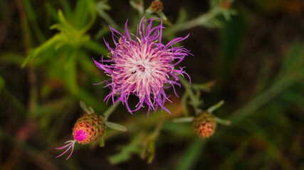 flower of a thistle