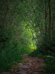Shaded forest footpath with bright light at the end of tree tunnel