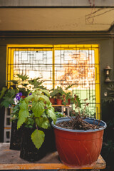 Life and death: the contrasting nature of a mint plant duo in a vibrant urban garden
