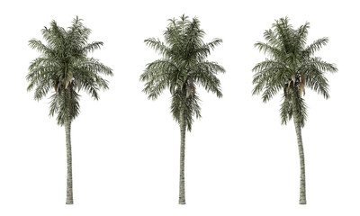 Acrocomia aculeata palm tree on transparent background, png plant, 3d render illustration.