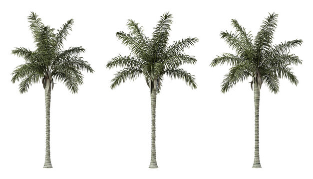 Acrocomia aculeata palm tree on transparent background, png plant, 3d render illustration.