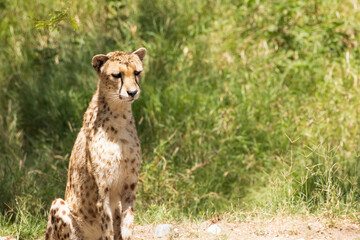 Cheetah sitting in the grass