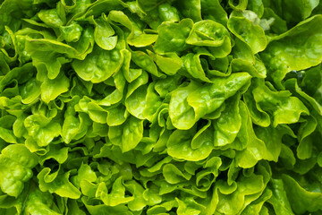 Frischer unverarbeiteter Kopf eines Blattsalates als Bildhintergrund