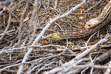 Male and female Sonoran gopher snakes, Pituophis catenifer affinis, busy reproducing and making baby snakes in the Sonoran Desert. Two large reptiles copulating. Pima County, Tucson, Arizona, USA. 