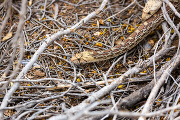 Male and female Sonoran gopher snakes, Pituophis catenifer affinis, busy reproducing and making baby snakes in the Sonoran Desert. Two large reptiles copulating. Pima County, Tucson, Arizona, USA. 