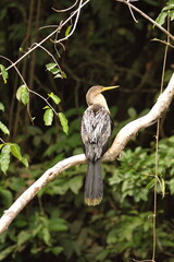 Anhinga (Anhinga anhinga) perched on a branch in the Cuyabeno Wildlife Reserve, outside of Lago...