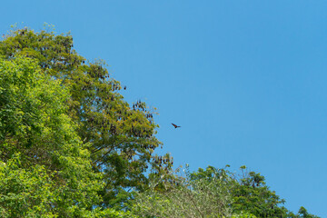 bats hanging on a tree in mauritius