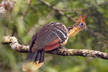 Hoatzin (Opisthocomus hoazin) perched in a tree in the Cuyabeno Wildlife Reserve, outside of Lago Agrio, Ecuador