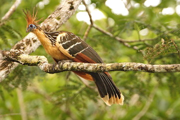 Hoatzin (Opisthocomus hoazin) perched in a tree in the Cuyabeno Wildlife Reserve, outside of Lago...