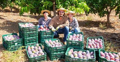 Happy farmers posing with harvest of mango in orchard