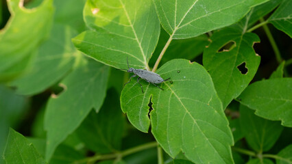 leaf beetle