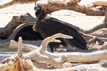 Eurasian Black Vulture sitting on the ground
