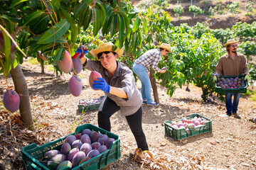 Positive adult woman working in farm orchard during autumn harvest time, picking fresh ripe mangoes