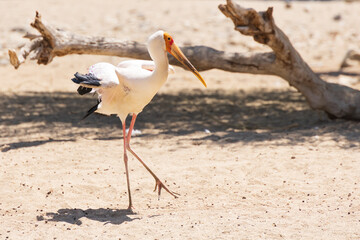 Yellow-billed stork walking in the sand