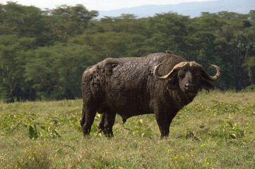 american buffalo